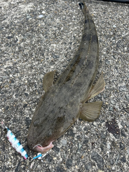 サゴシ　マゴチ