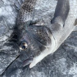 乗っ込みマダイ