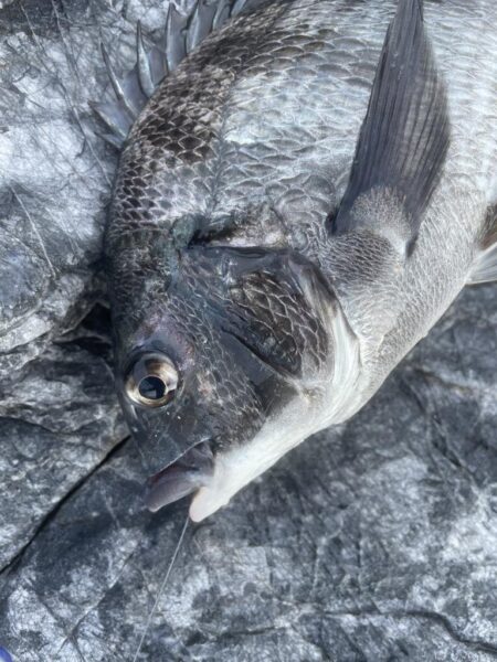 乗っ込みマダイ