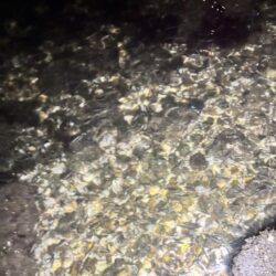 バチ抜けシーバス