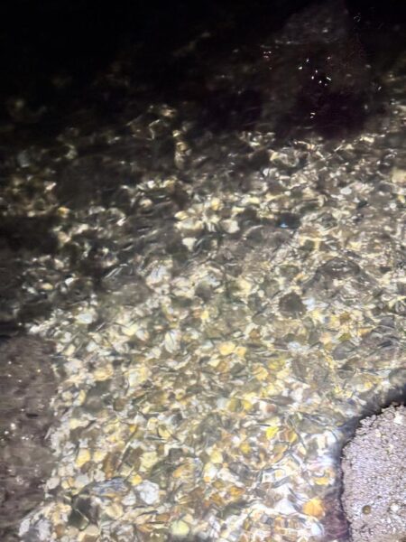 バチ抜けシーバス