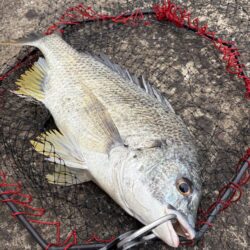 ヘチって来ました