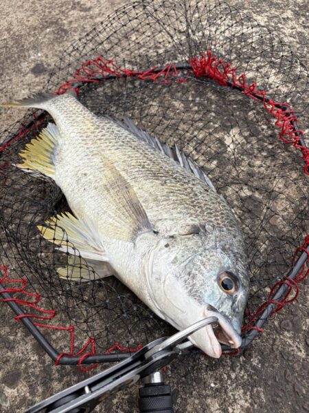 ヘチって来ました