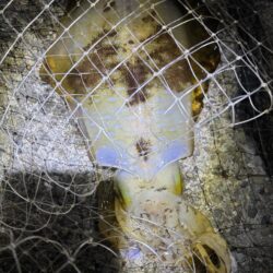 今季初のエギング