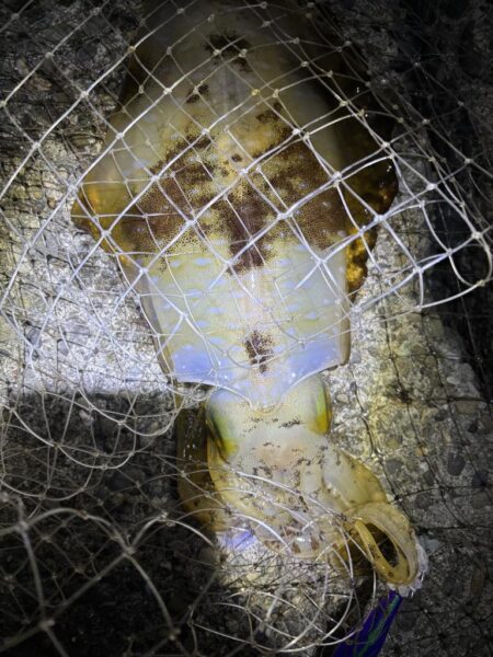 今季初のエギング