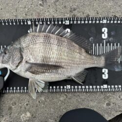 中海チニング釣行