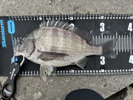 中海チニング釣行