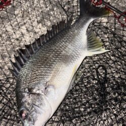 ヘチって来ました