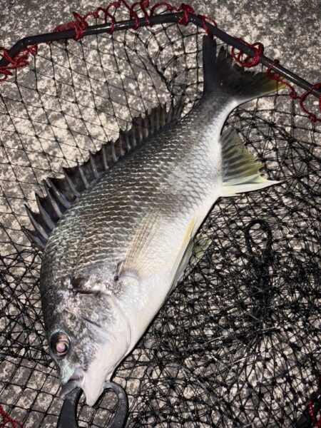 ヘチって来ました