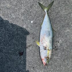 コズクラ　ハゼ