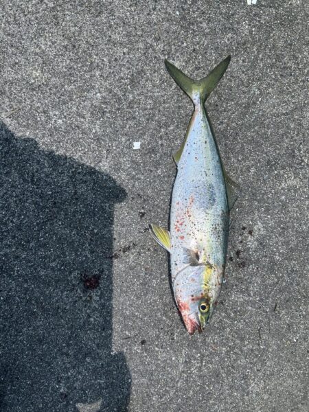 コズクラ　ハゼ