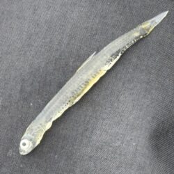 2026新年度1匹目シーバス