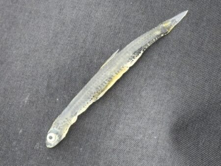 2026新年度1匹目シーバス