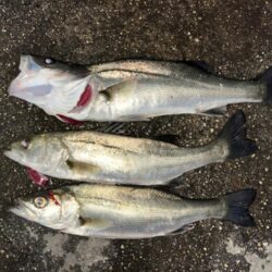 バチ抜けしてます