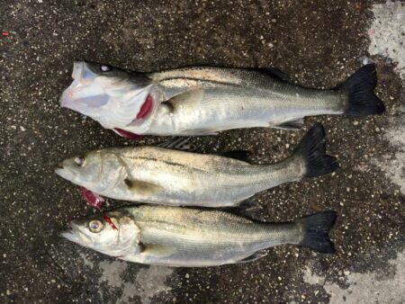 バチ抜けしてます