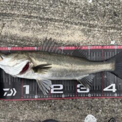 シーバス50cm群れ