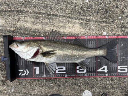 シーバス50cm群れ