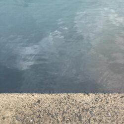 朝マズメのアジング