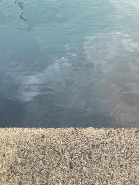 朝マズメのアジング