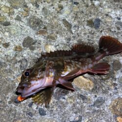 激渋のメバリング｜粘りに粘ってプラッキング…