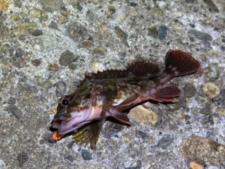 激渋のメバリング｜粘りに粘ってプラッキング…