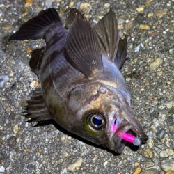 二見メバリング｜夕マヅメはライズで高活性！…