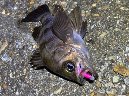 二見メバリング｜夕マヅメはライズで高活性！…