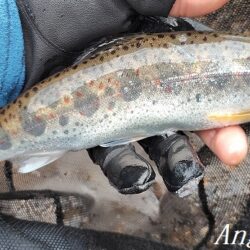 引原川本流、開幕。