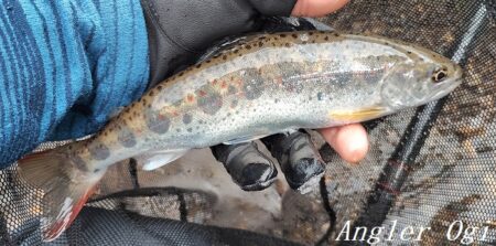 引原川本流、開幕。