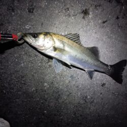 シーバス43cmを2匹