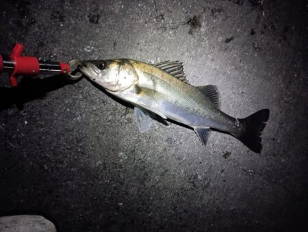 シーバス43cmを2匹