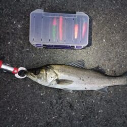 シーバス42cmと45cm