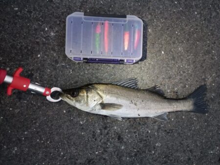 シーバス42cmと45cm