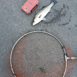 シーバス2匹（42cmと45cm）