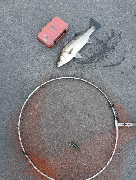 シーバス2匹（42cmと45cm）