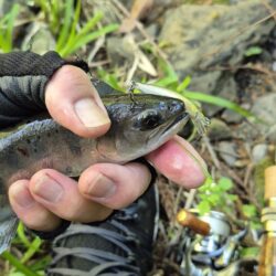 久しぶりのヤマメ