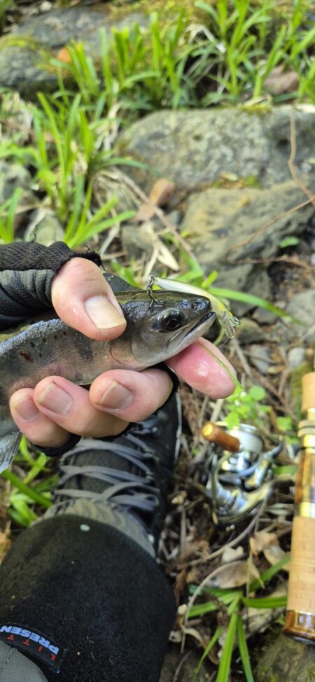 久しぶりのヤマメ