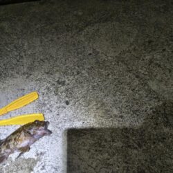 新釣法を極めん！