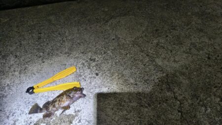 新釣法を極めん！