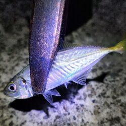 メバルプラッギング