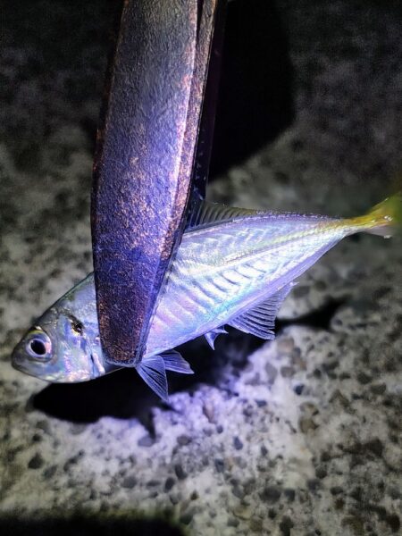 メバルプラッギング