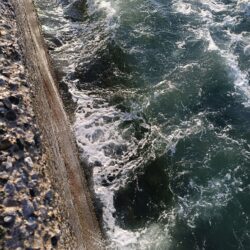 元気なシーバス