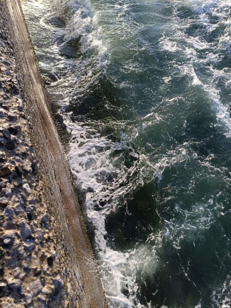 元気なシーバス