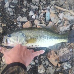 ボートとおかっぱりで1匹ずつ