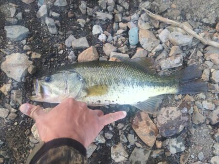 ボートとおかっぱりで1匹ずつ