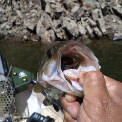 ミノー、クランク、フリーリグで3匹