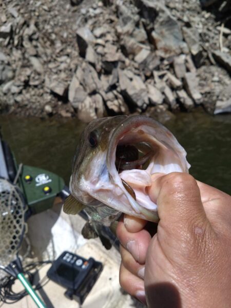 ミノー、クランク、フリーリグで3匹