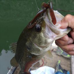 フリーリグで4匹