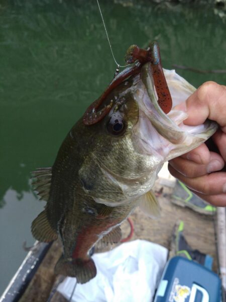 フリーリグで4匹