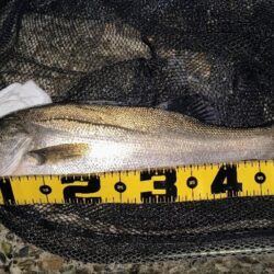 バチパターン狙い